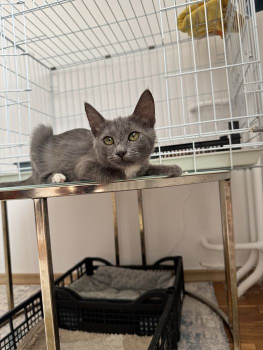 Котята Ася в добрые руки бесплатно девочка 3 месяца