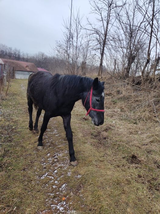 De vânzare mânză de 3 ani ne învățată ham  preț 8 mi de lei