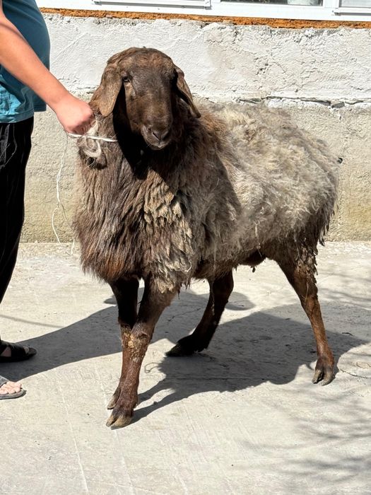 2 жасар қошқар бар