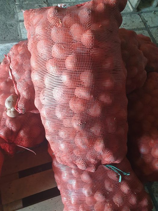 Продам семенной картофель