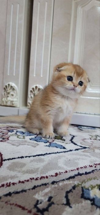 Продается красивая девочка Скоттиш Фолд