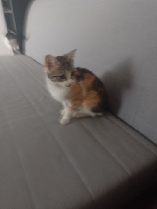 Pisicuta 3 culori si motanel alb cu negru