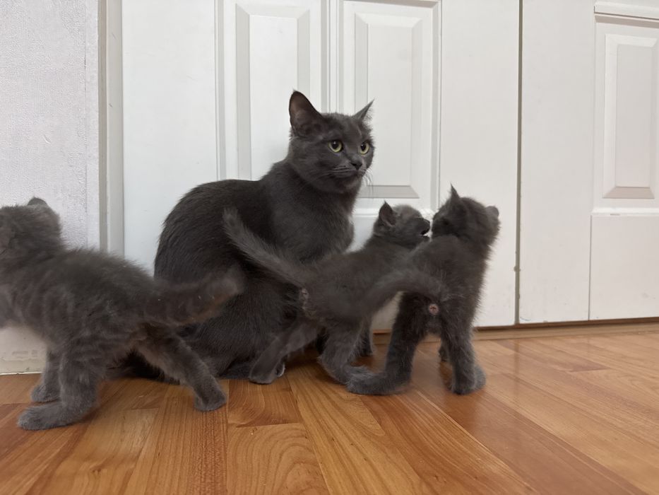 Продам котят британской короткошерстной