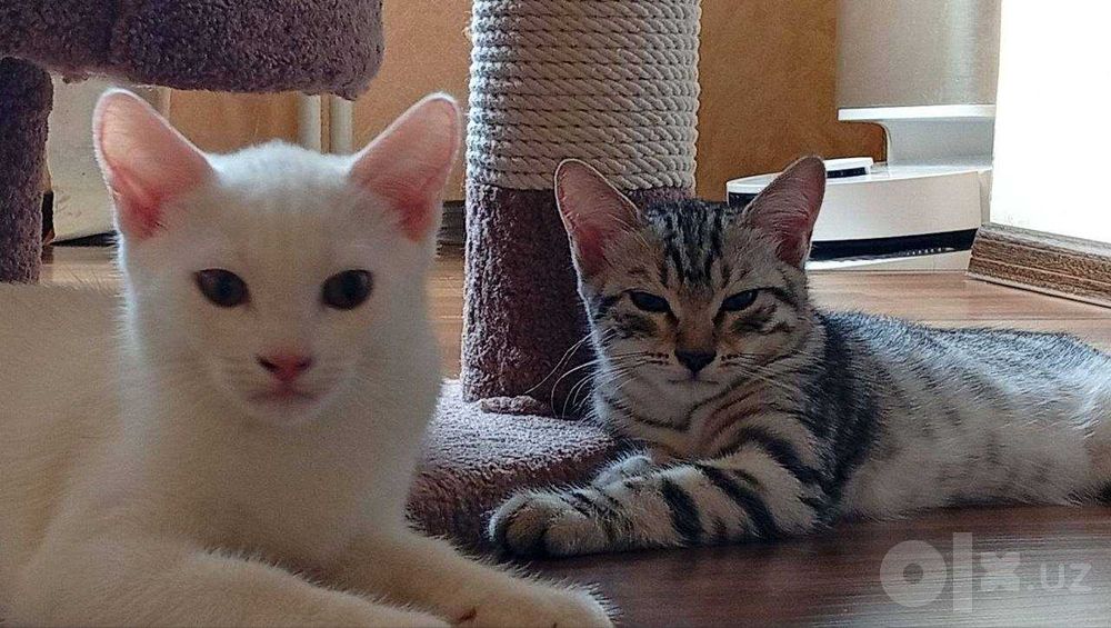 Продаются красивые котята