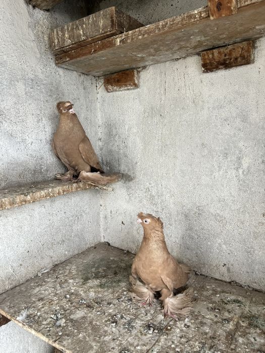 Продам готовую пару желтых