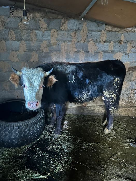 Бык  крупное рогатое