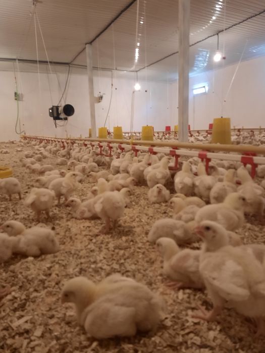 Бройлеры Росс 308