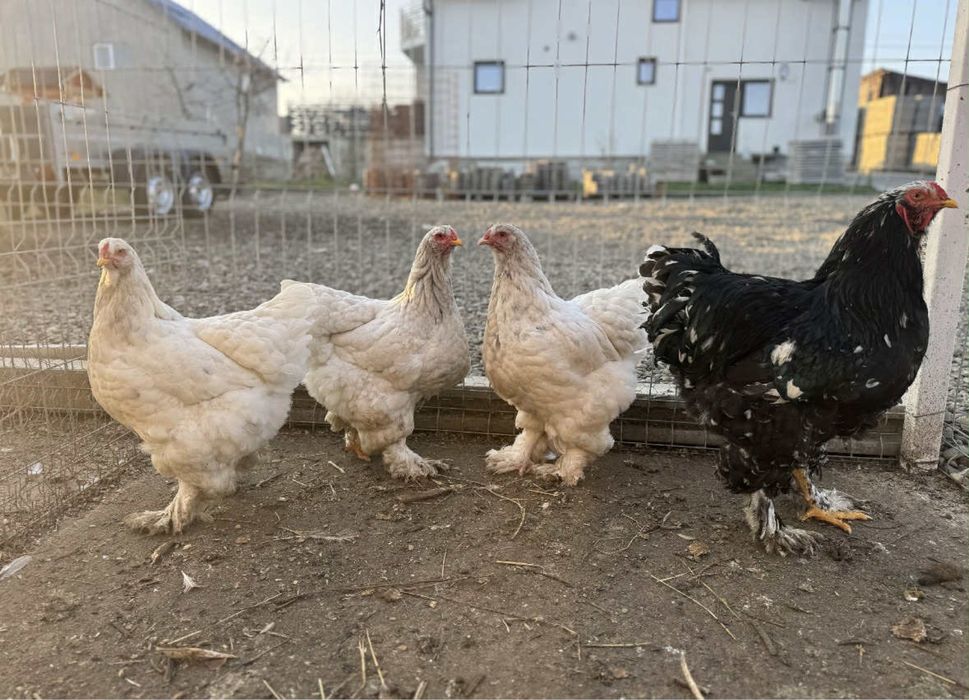 Familie Brahma 3+1 sau schimb