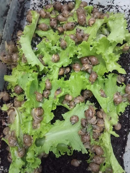 Ulitka sotaman arzon narxda