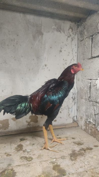 Дакан кораз тауык