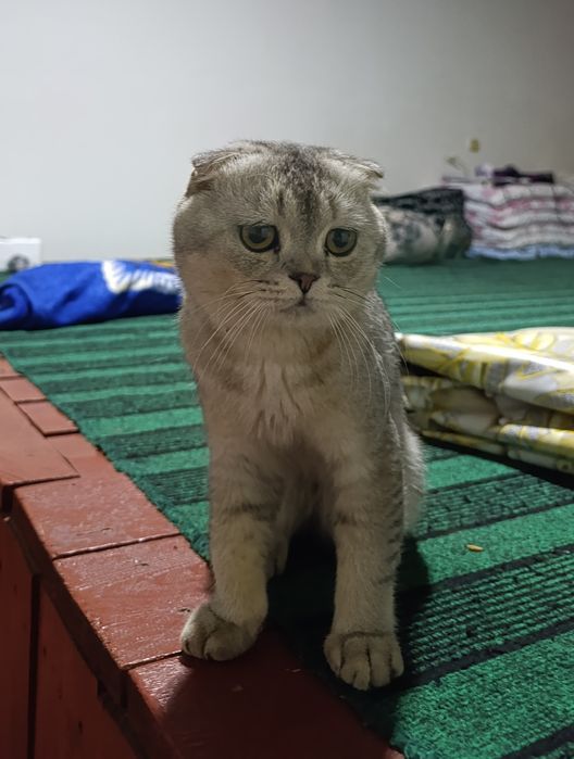Mushuk zoti: Scottish Fold