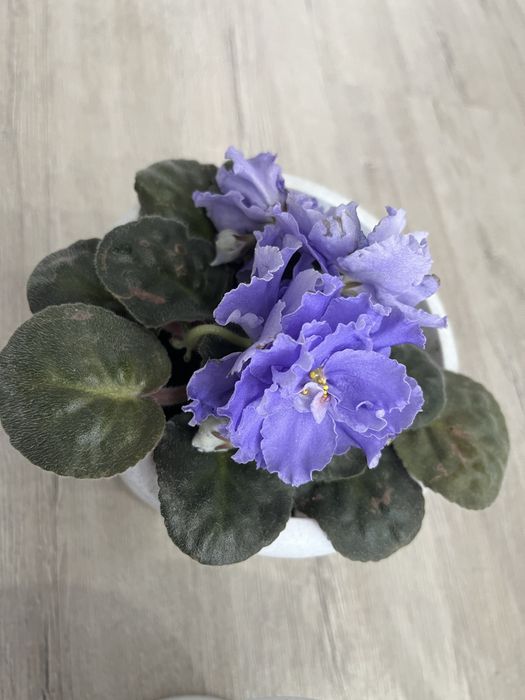 Продам цветы комнатные