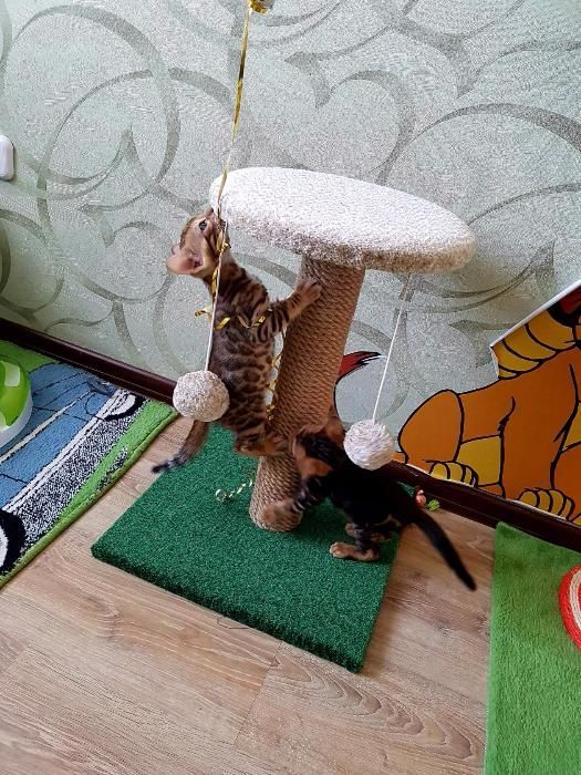 Когтеточки для кошек