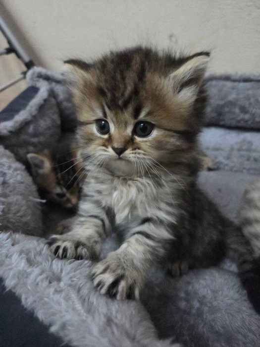 Mushuk bolalari sotiladi.