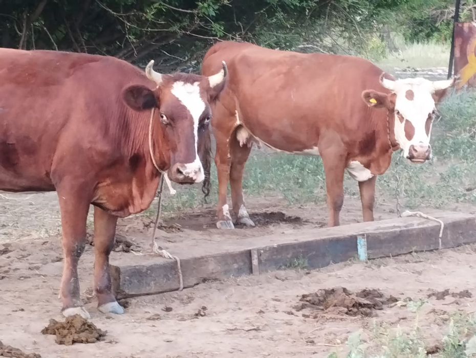 Сиырлар бұзаулар сатылады