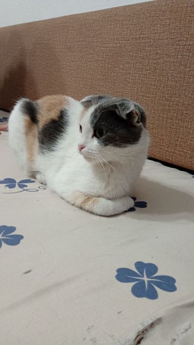 Продам кошечку, британскую вислоухую