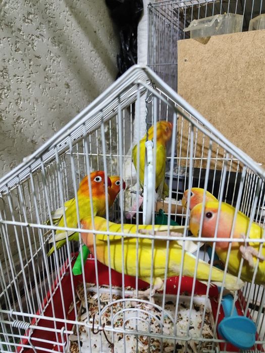 Nerazluchka papugay sotiladi