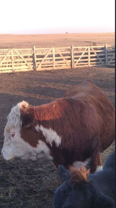 Продам крупного быка