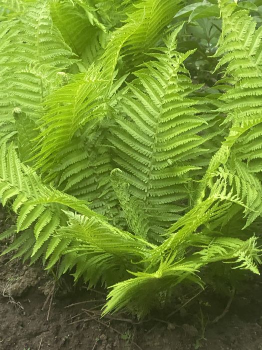 Продам Лилий папоротник пионы