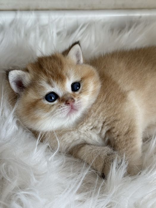 Британские Золотие шиншиллы!