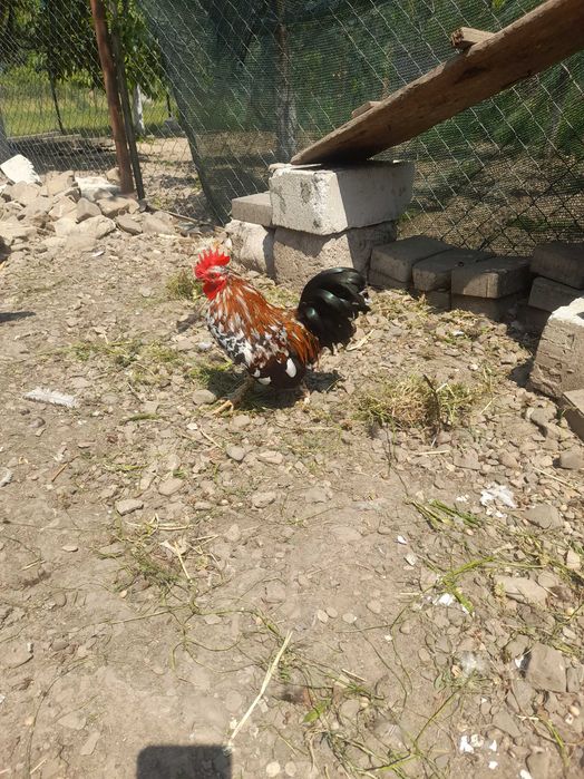 Cocoşei pitici (americani)