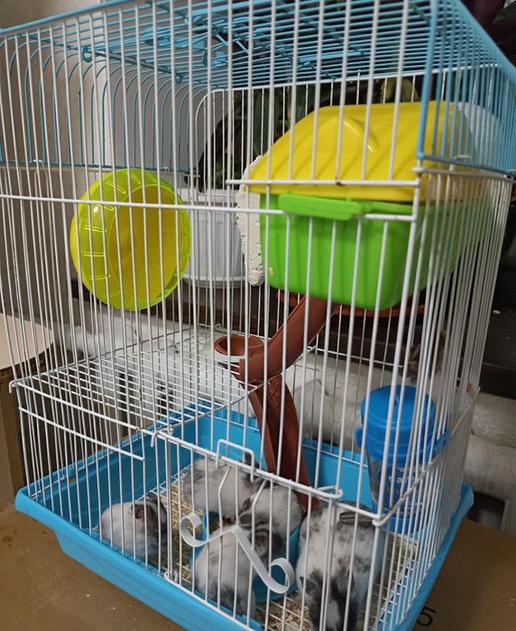 Продам хомячков.