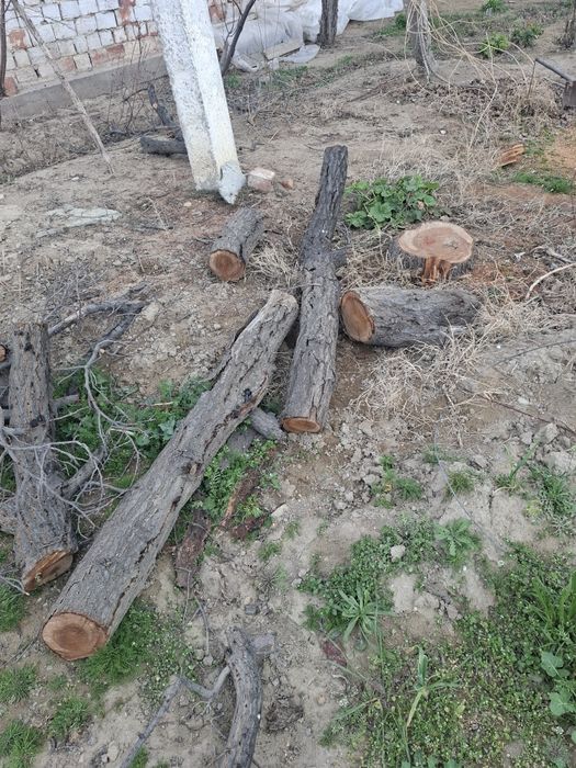 Утинлар кундалар сотилади