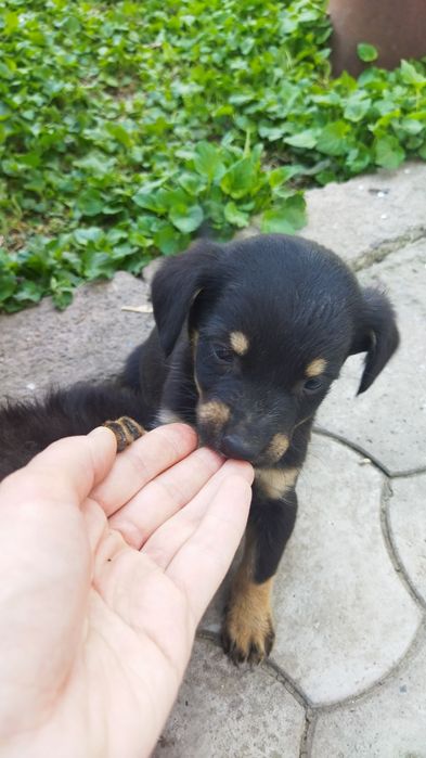 Отдам щенков , 3 девочки