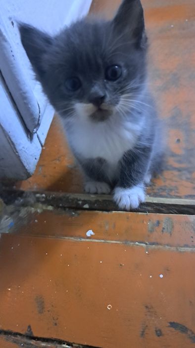 Котята отдам даром