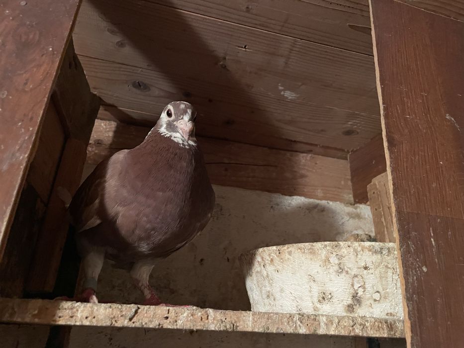 Vand porumbei voiajori