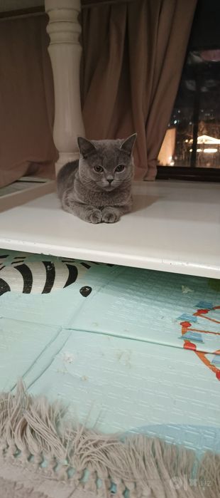 Кошка British Shorthair
