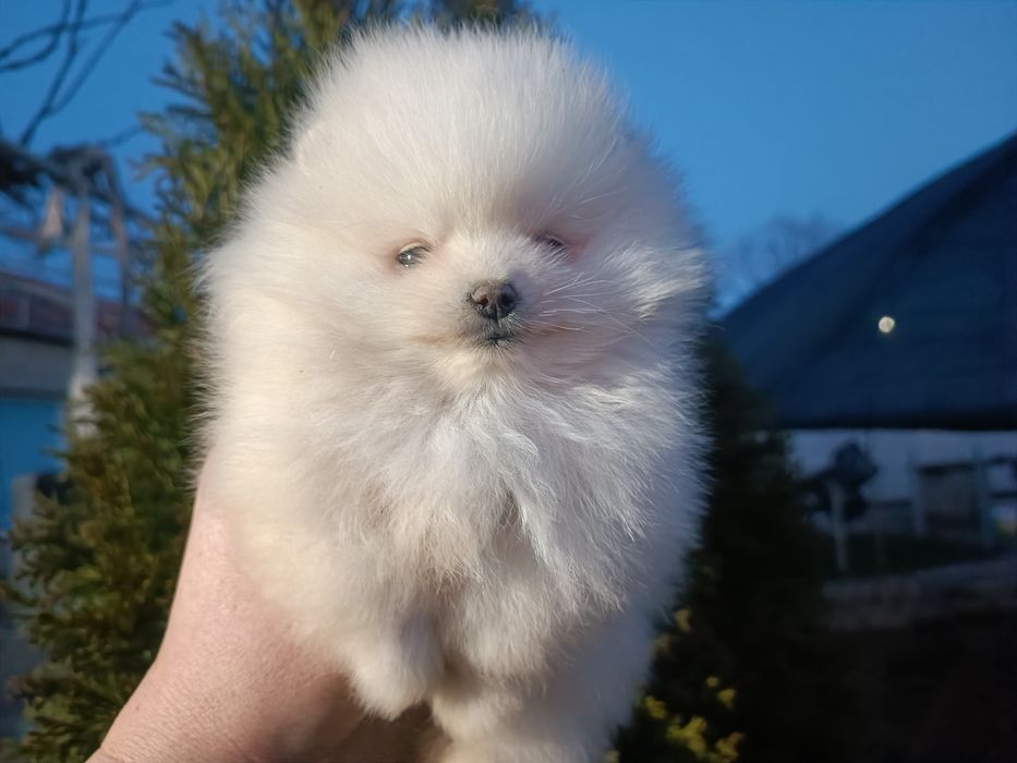 Померан/Померани