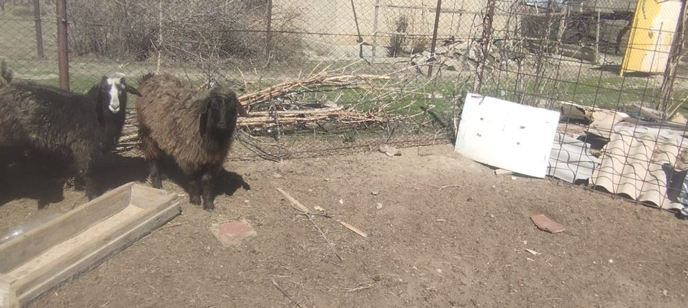 Екі шібіш сатылады