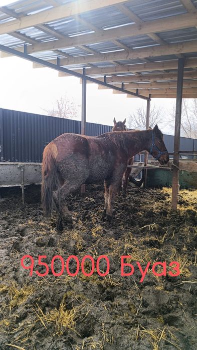 В продаже лошади