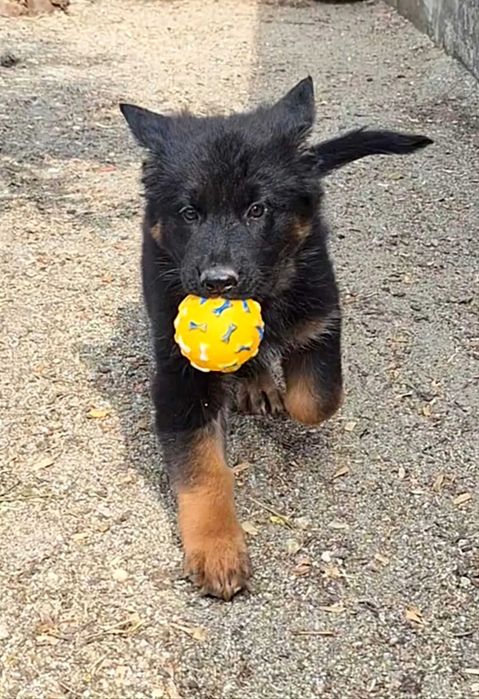 Pui Ciobanesc German cu pedigree,par lung