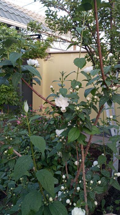 Жасмин чюбушник  б