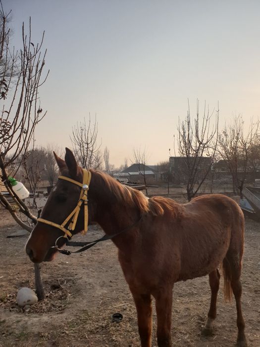 Тай полу кров 370.000