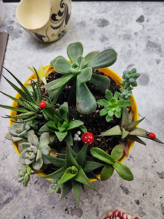 Продается композиция из суккулентов