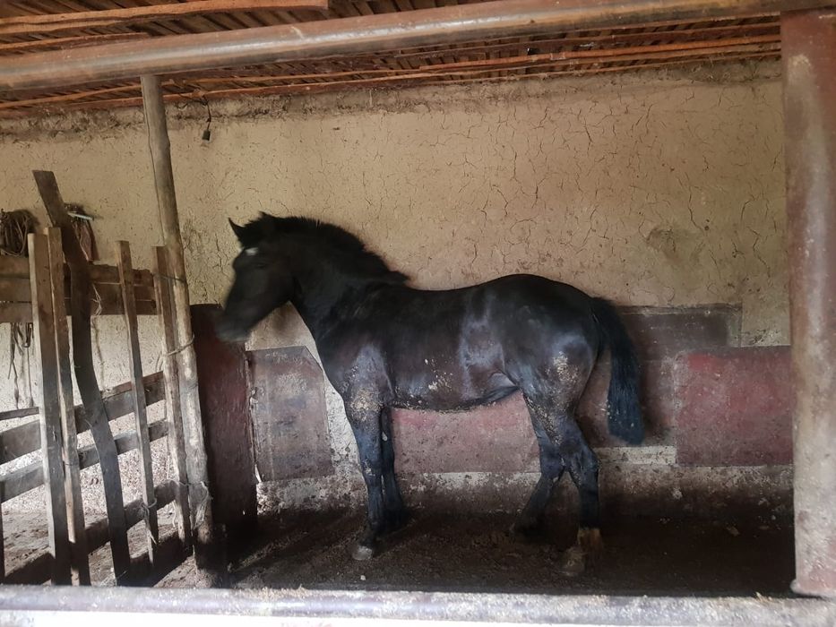 жылқы еті жіліктеп..