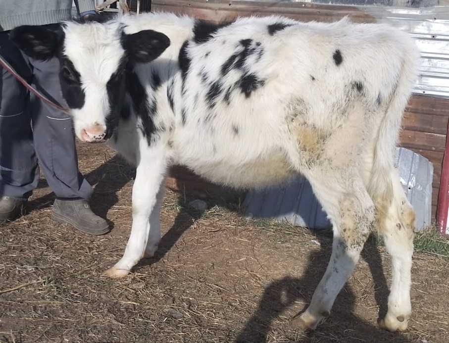 породистые телочки