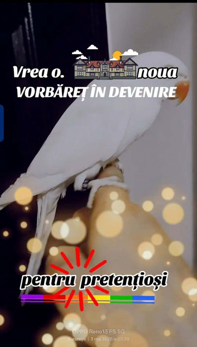 Vând Micul Alexandru și alte specii