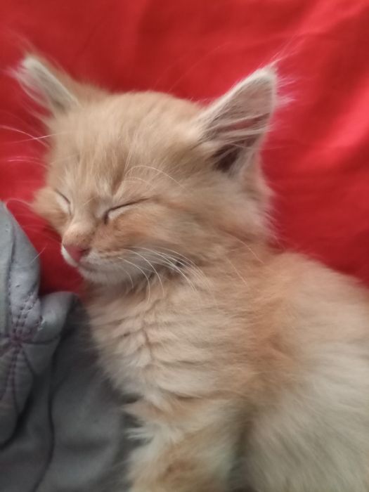 Кошки на продажу