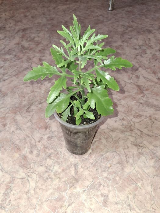 Комнатные растения и цветы