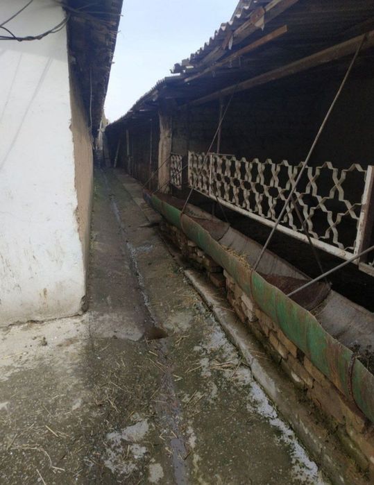 Toshkent tumani Keles Novoi 48 soti joy sotiladi kattej qurishga