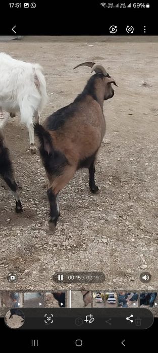 Парода ешкілер сатылады