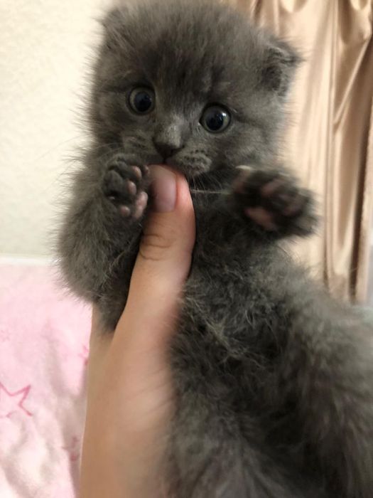 Котенок в добрые руки