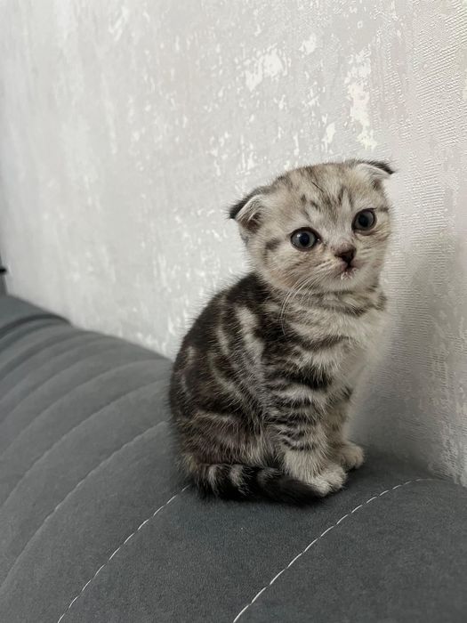 Кошка вислоухая шотландка