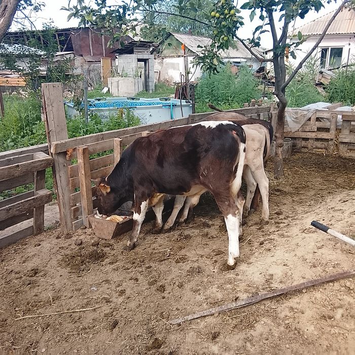 Продам бычка  7-8 месяц