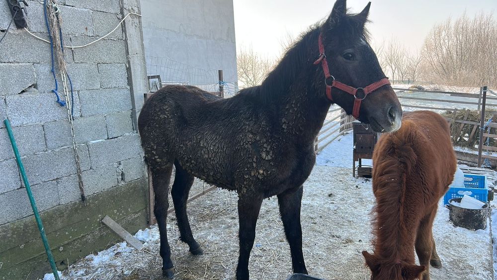 2 Mânze top sură și brează 7 luni-6 luni negociabil