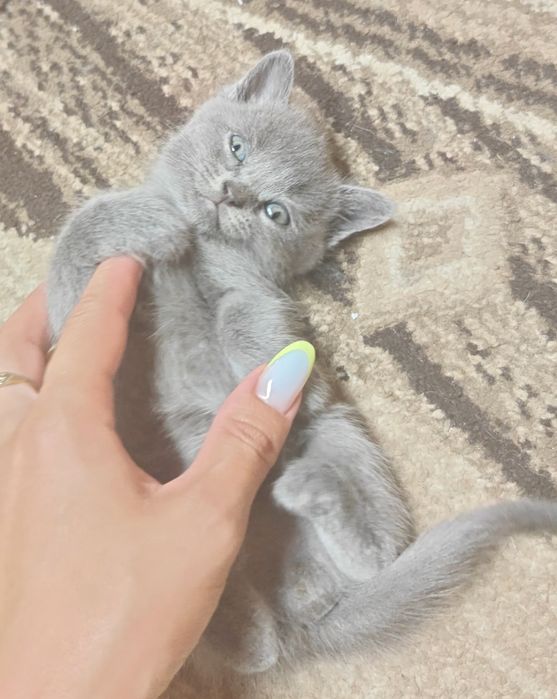 Котята британцы.